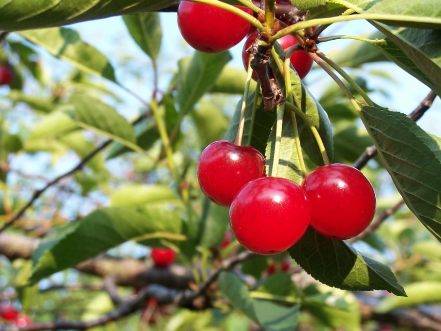 Cherry Juice and Gout: Does Montmorency Cherry Juice Relieve Gout?