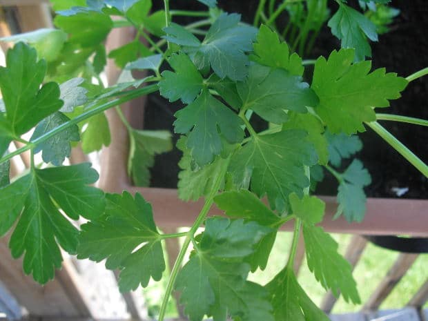 Parsley is an excellent herbal gout remedy.