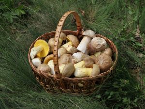 Mushrooms and Gout